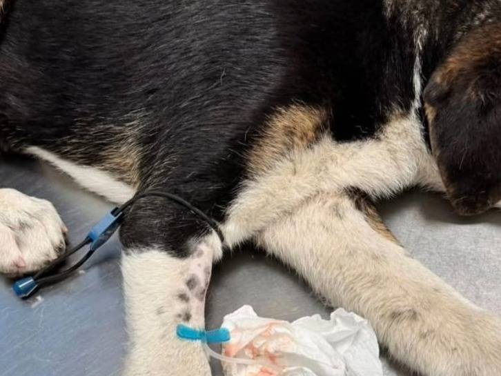 Vuoi adottare un cane a Udine?
