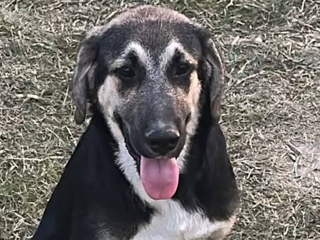 Adotta il cane Hope a Udine