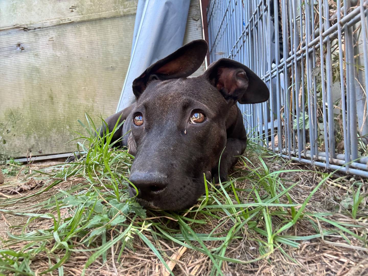Adotta un cane, femmina, 3 mesi, Caserta