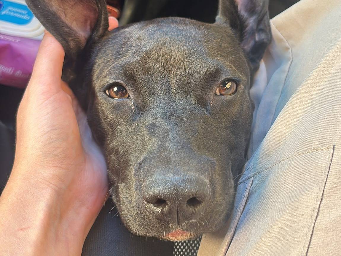 Adotta un cane, taglia media, femmina, Caserta