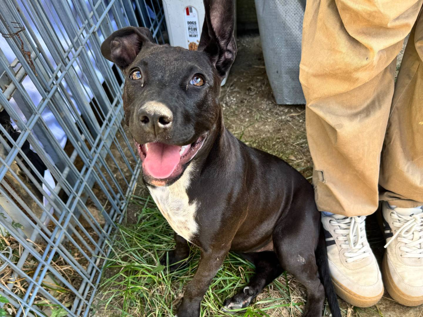 Adozione cane, femmina, Pitbull Razza sconosciuta, 3 mesi, taglia media, Caserta