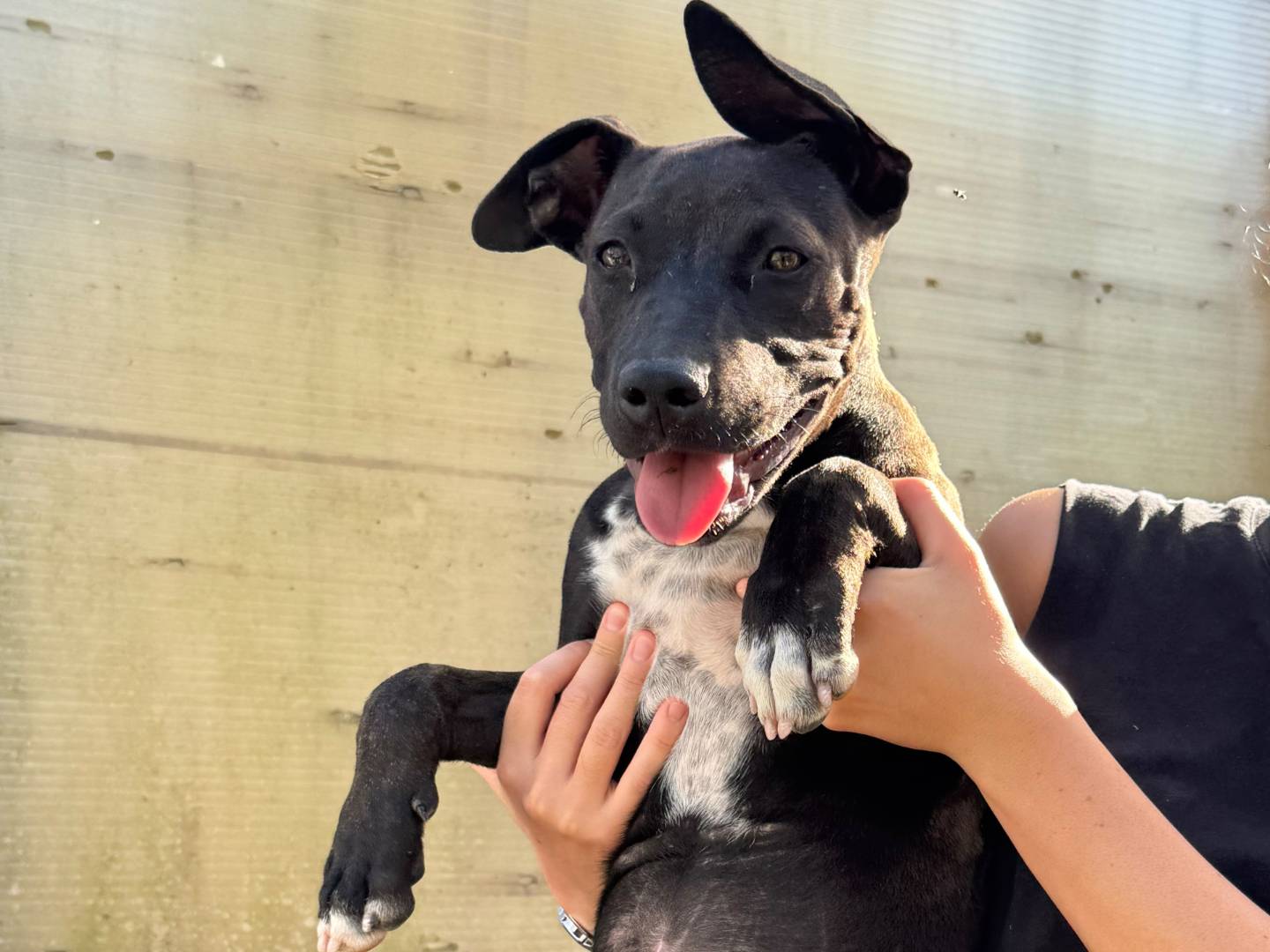 Vuoi adottare un cane a Caserta?