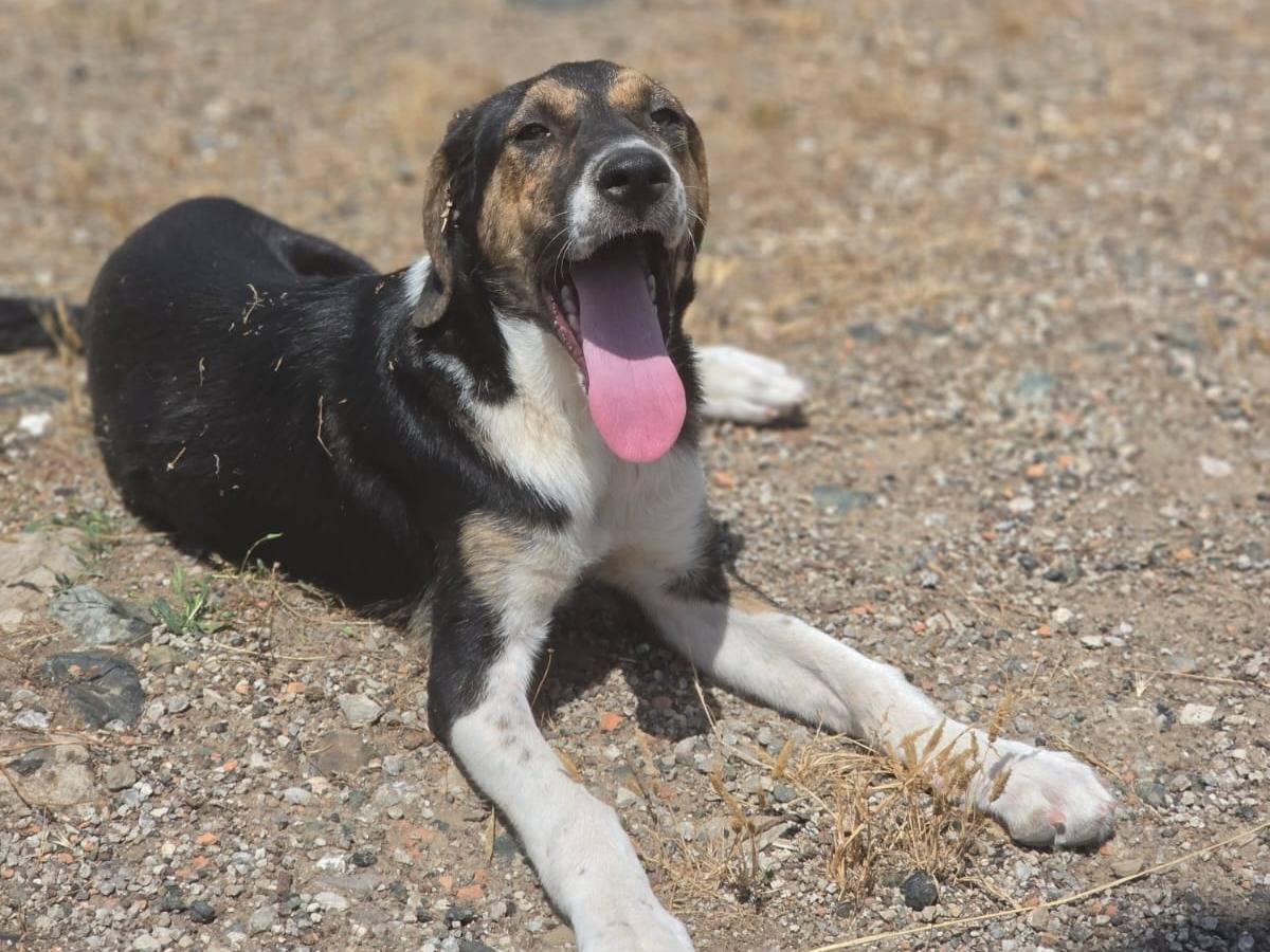 Adozione cane, femmina, Razza sconosciuta Razza sconosciuta, 5 mesi, taglia media, Udine