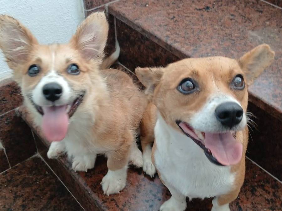 Adozione cane, femmina, Razza sconosciuta Razza sconosciuta, 6 anni e 1 mese, taglia piccola, Udine