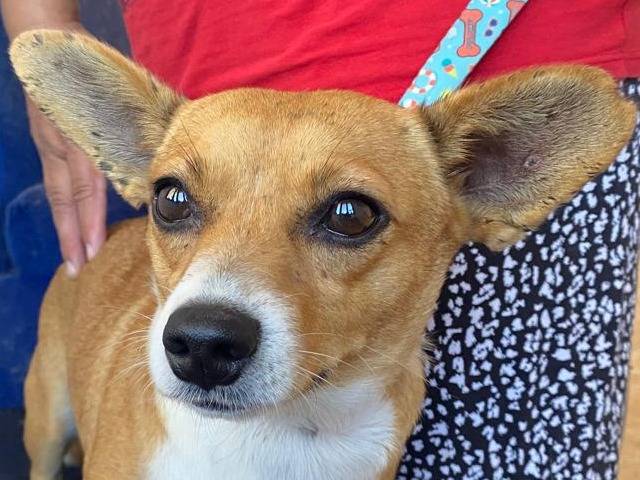 Adotta un cane, femmina, 6 anni e 1 mese, Udine
