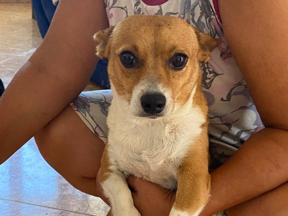 Adotta un cane, taglia piccola, femmina, Udine