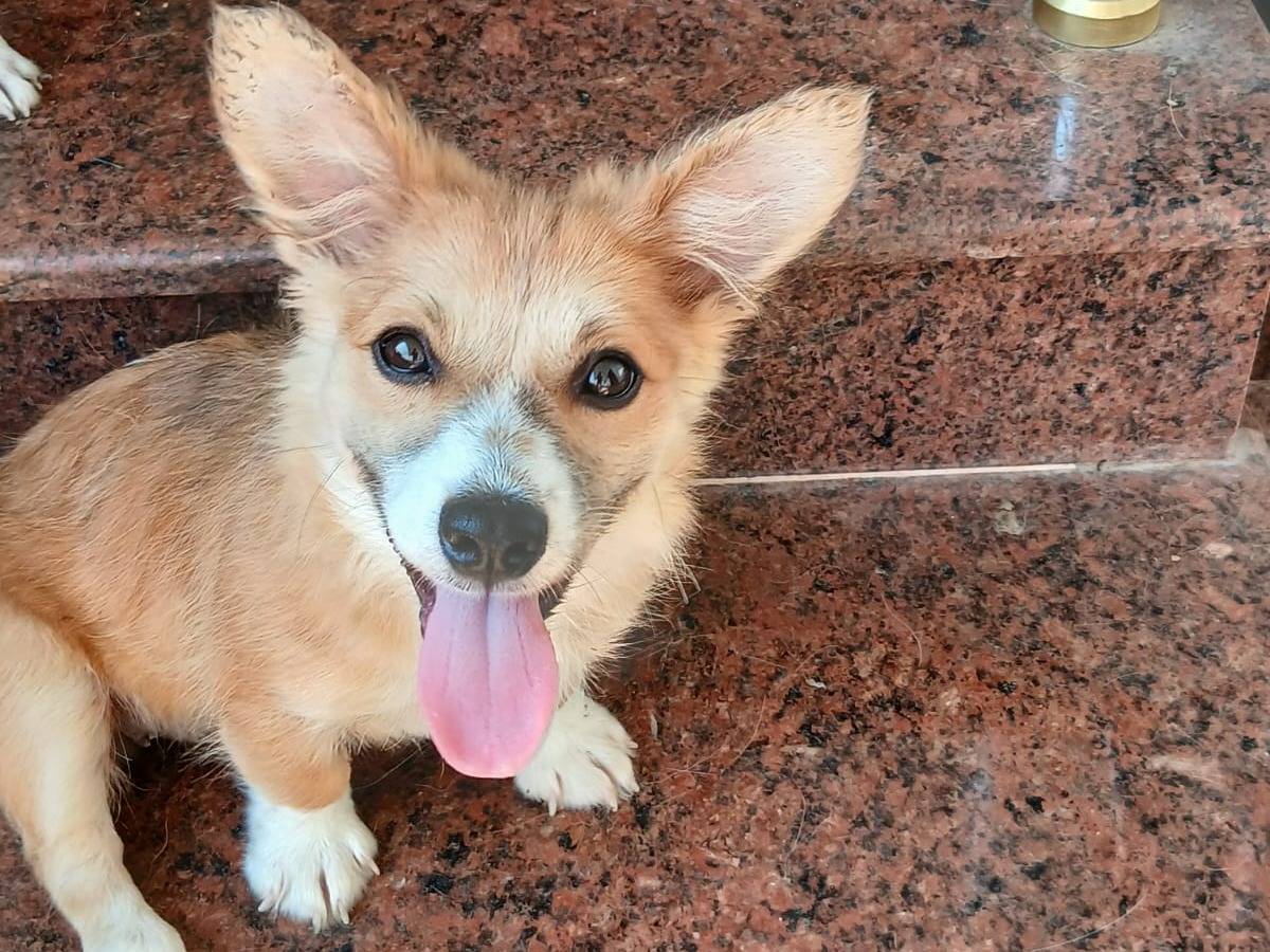 Vuoi adottare un cane a Udine?