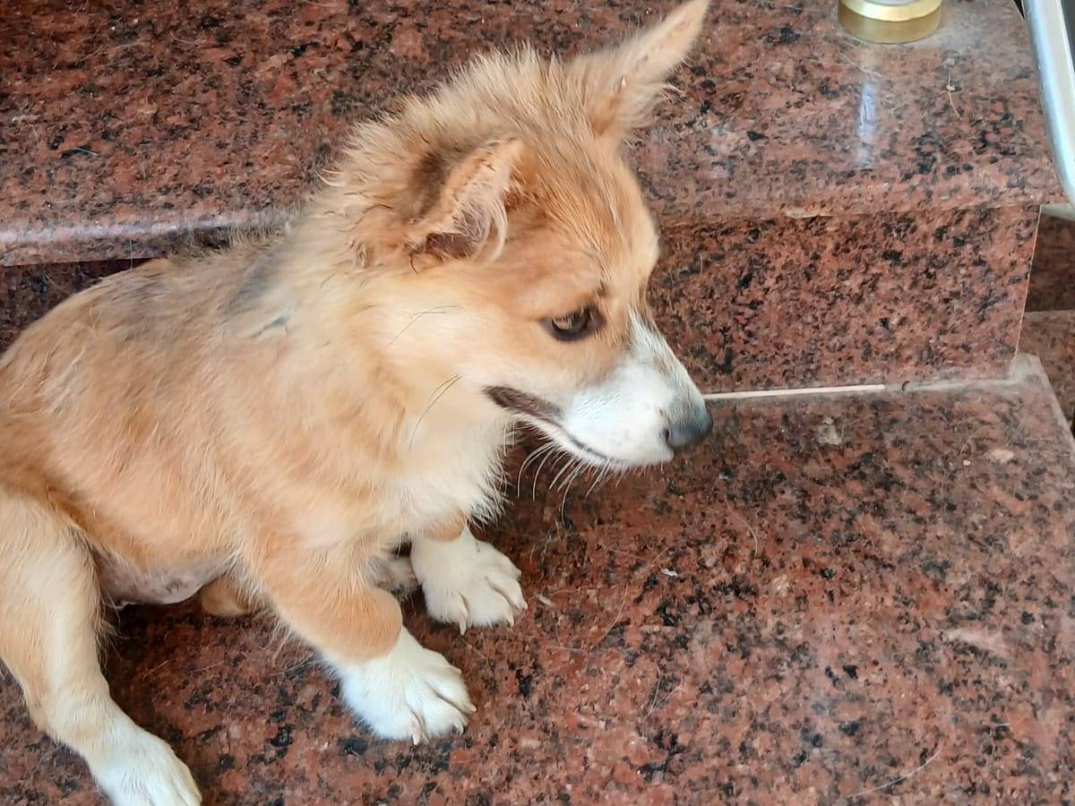 Adotta il cane Allegra e Gioia  a Udine