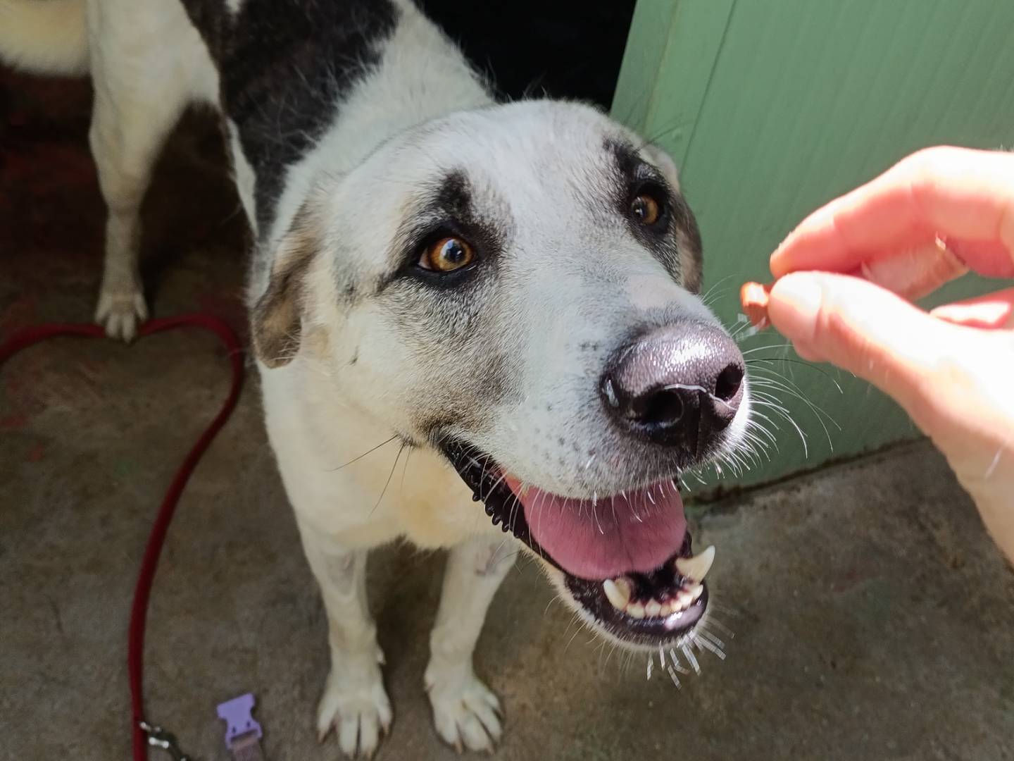 Adozione cane, maschio, Razza sconosciuta Razza sconosciuta, 2 anni e 2 mesi, taglia media, Barletta