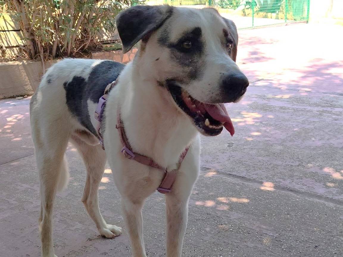 Adotta un cane, maschio, 2 anni e 2 mesi, Barletta