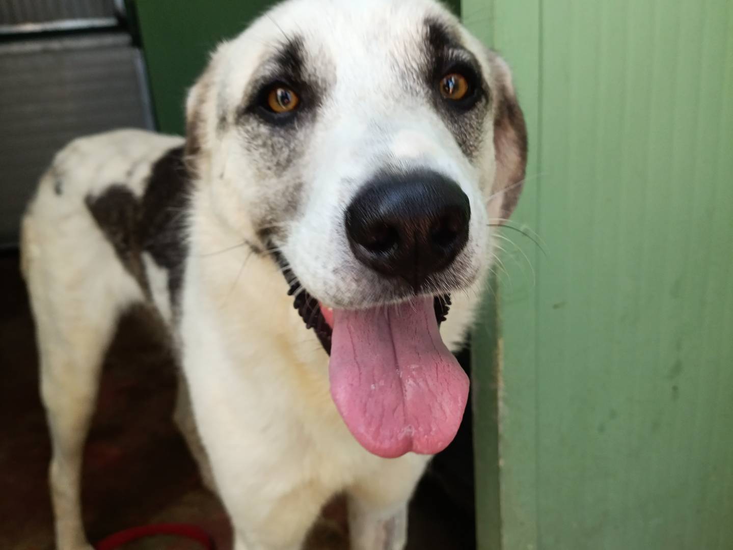 Adotta un cane, taglia media, maschio, Barletta