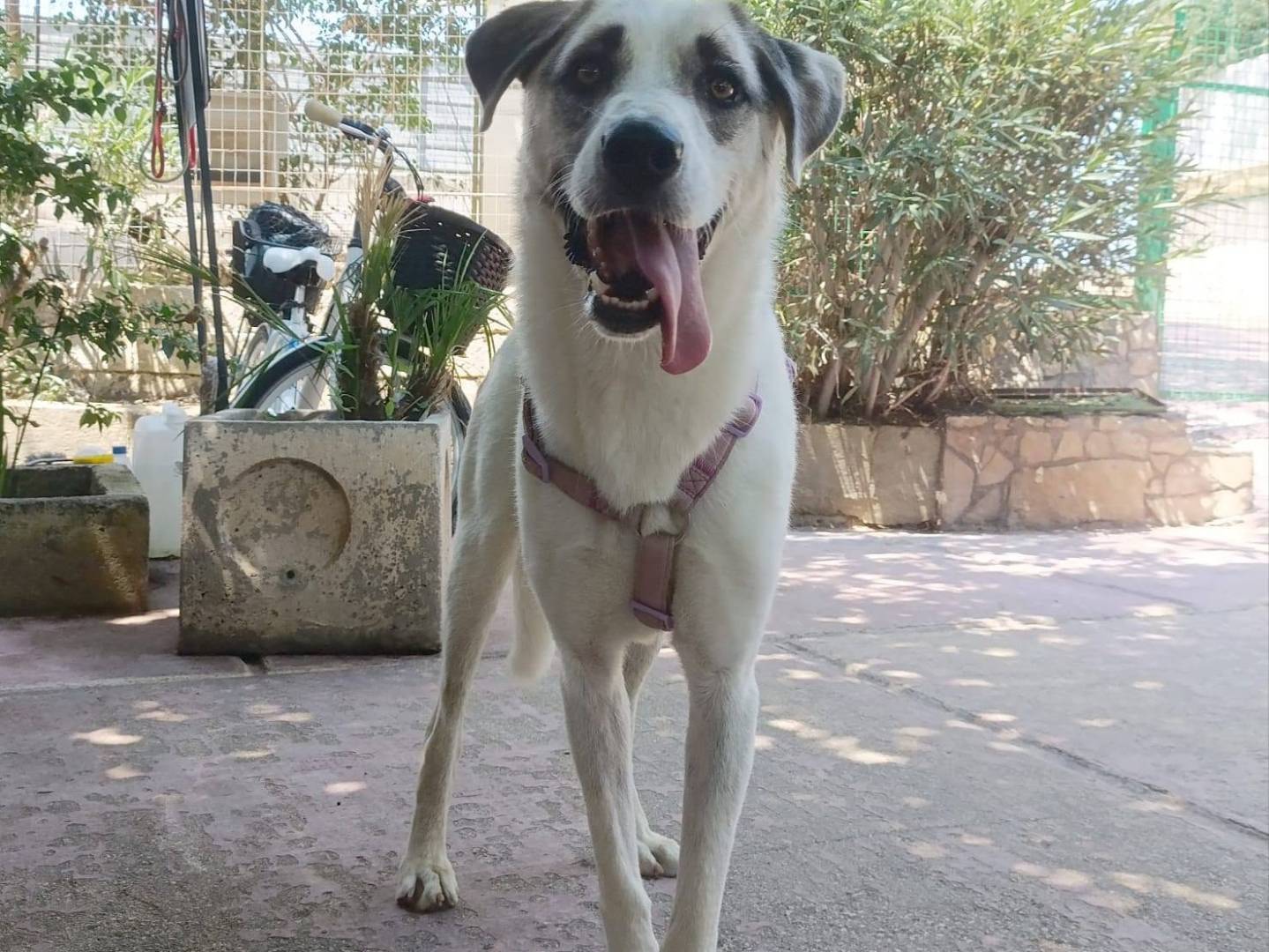 Vuoi adottare un cane a Barletta?