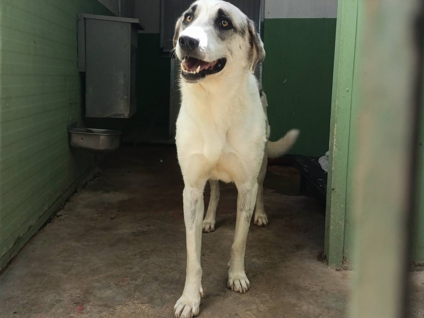Adotta il cane FREDDY a Barletta
