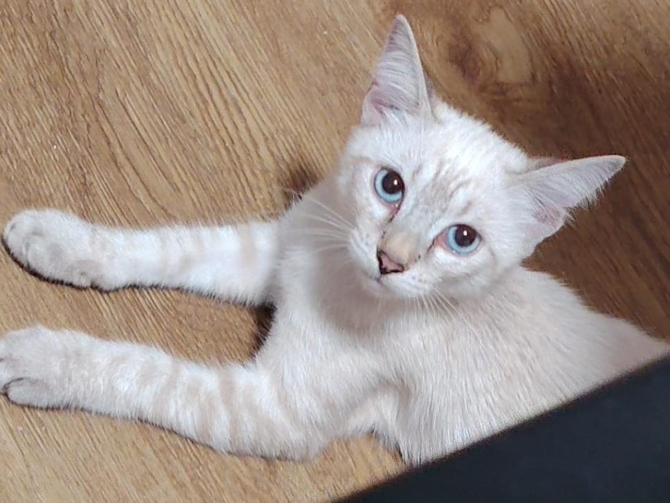 Adozione gatto, maschio, Siamese Razza sconosciuta, 3 mesi, taglia non valida, Siracusa