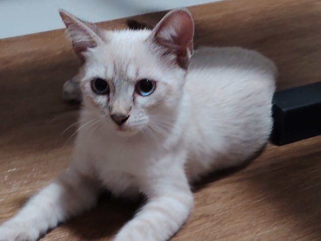 Adotta un gatto, taglia non valida, maschio, Siracusa