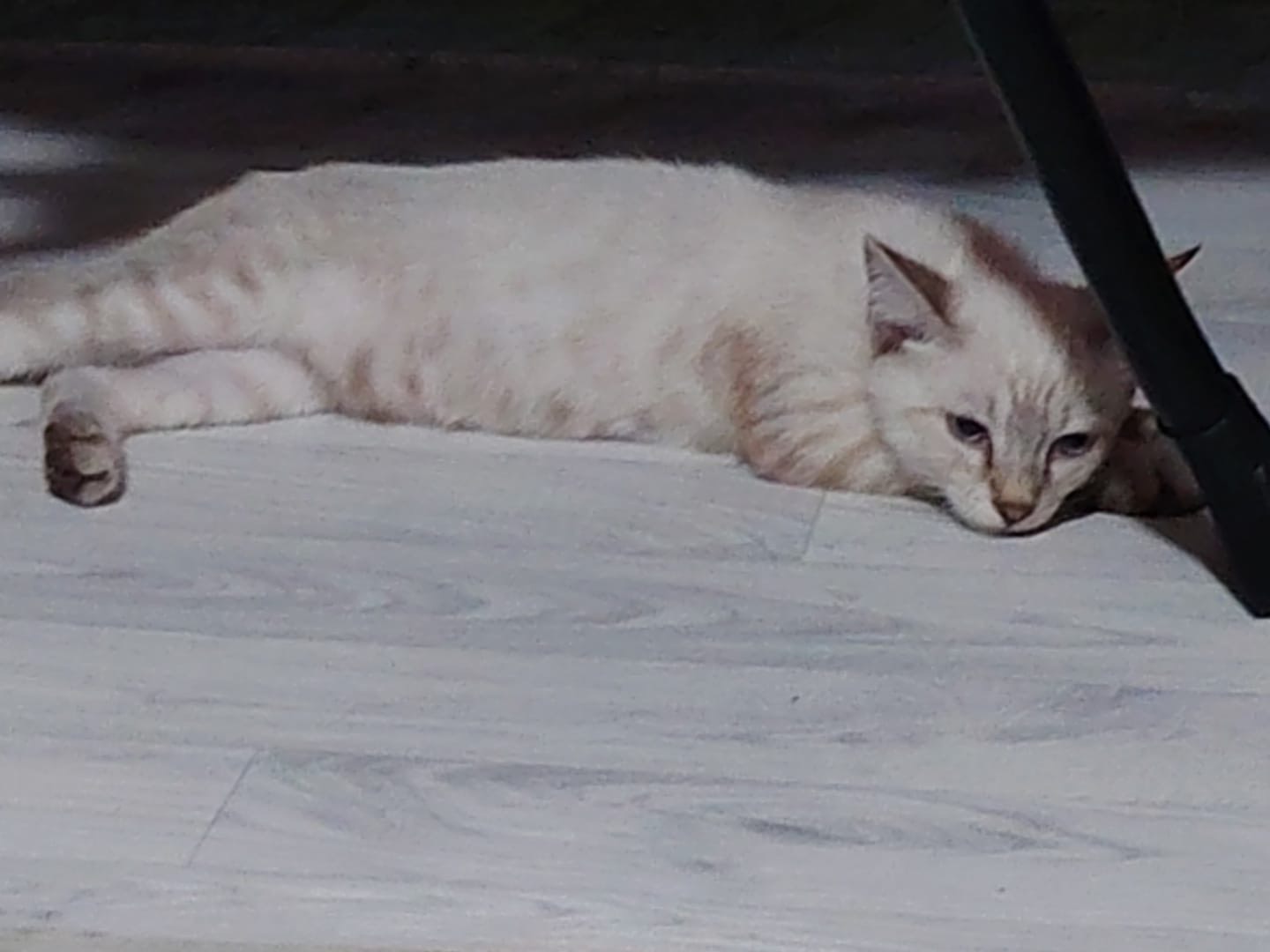 Adotta un gatto, maschio, 3 mesi, Siracusa