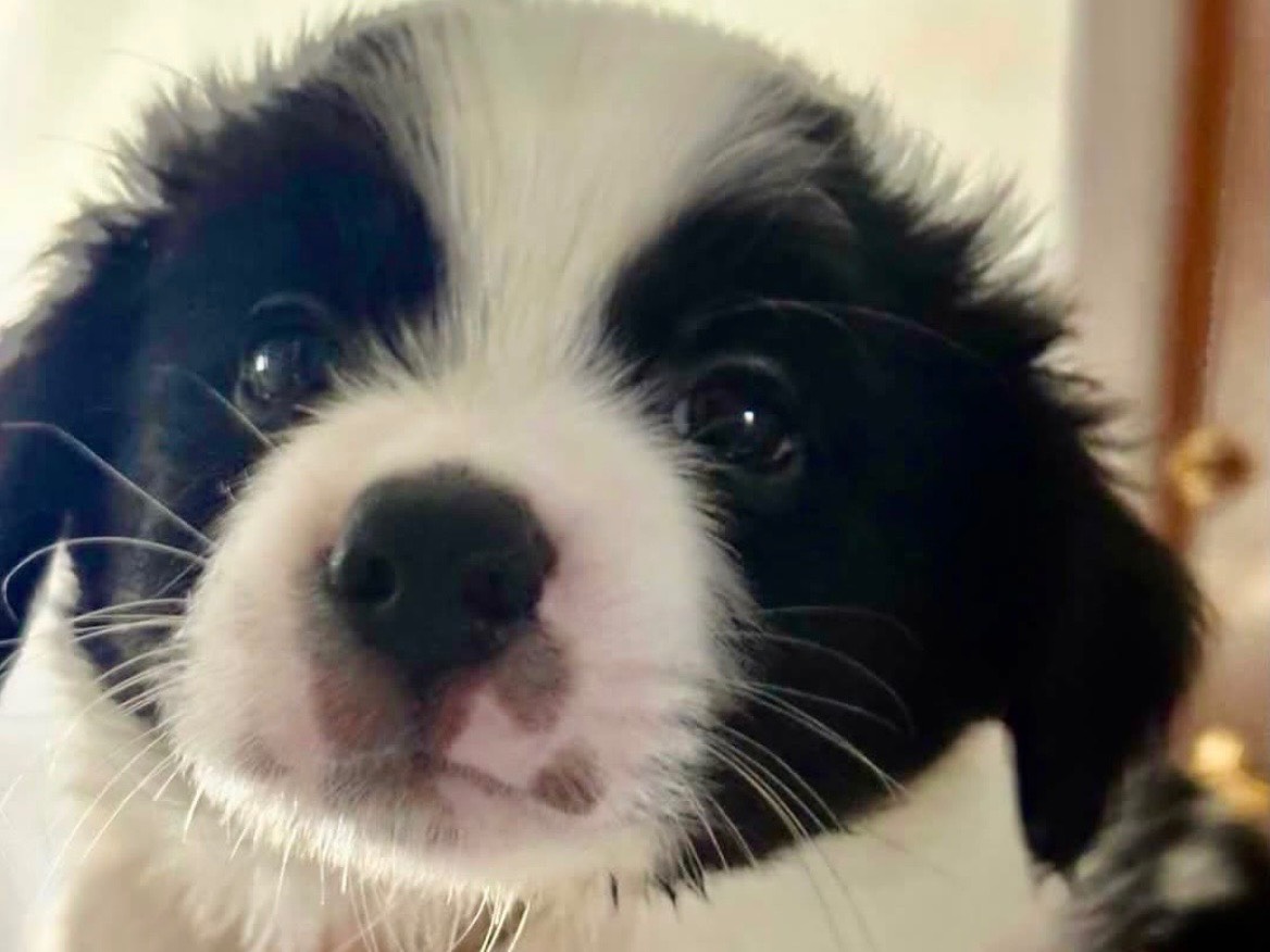 Adotta un cane, maschio, 2 mesi, Benevento