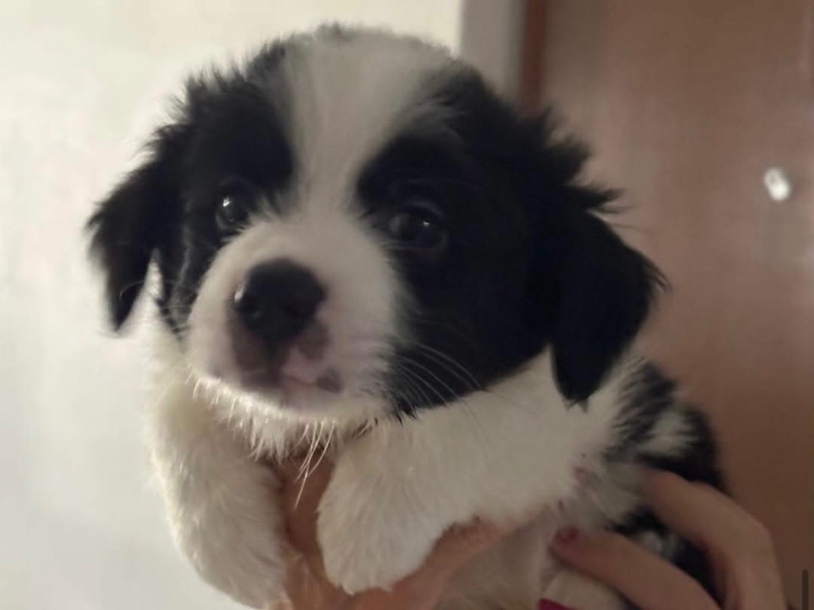 Adozione cane, maschio, Razza sconosciuta Razza sconosciuta, 2 mesi, taglia media contenuta, Benevento