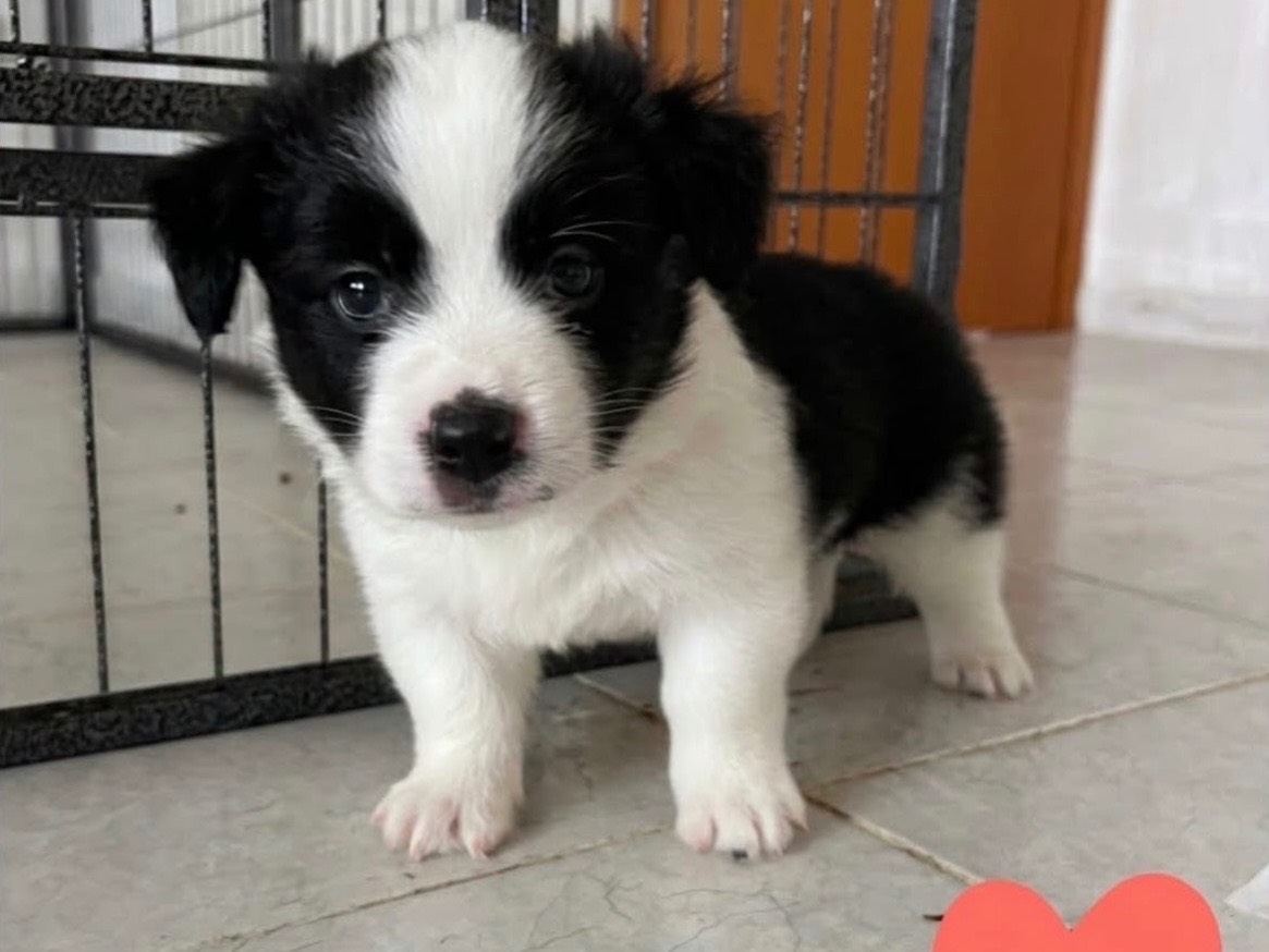 Adotta un cane, taglia media contenuta, maschio, Benevento