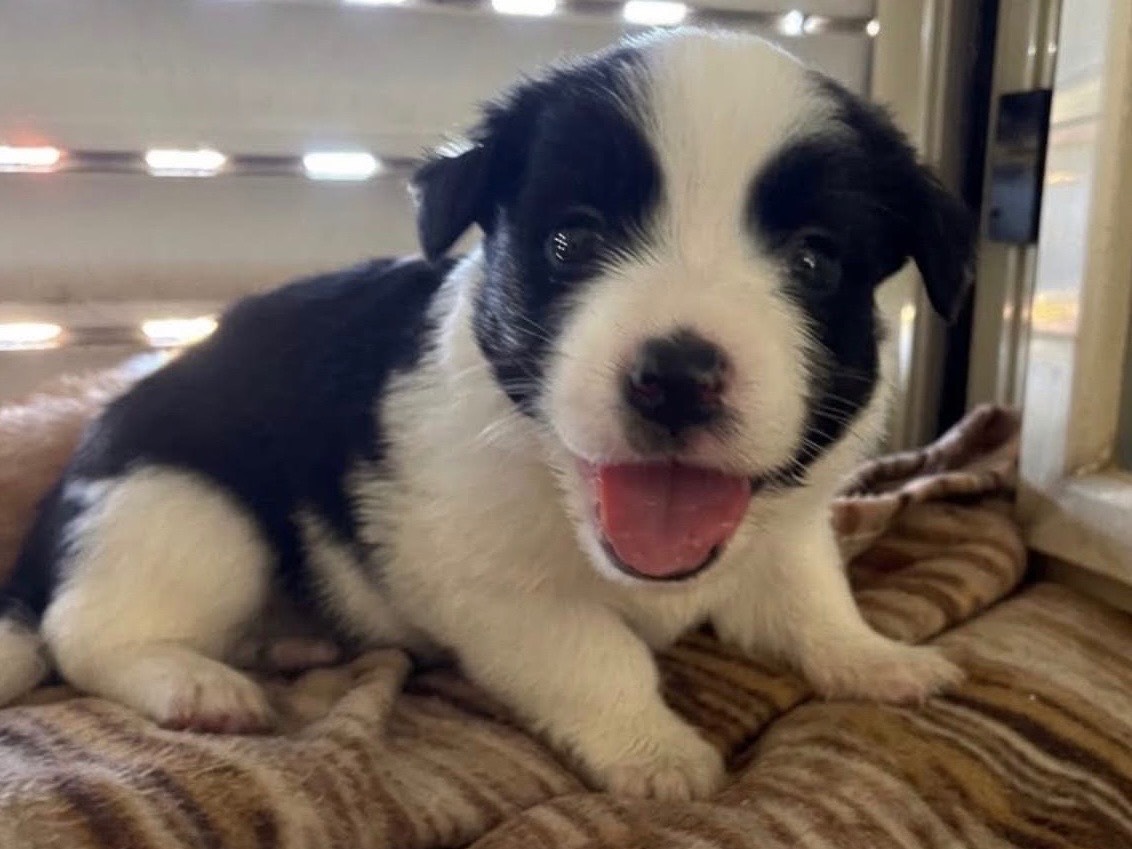 Vuoi adottare un cane a Benevento?