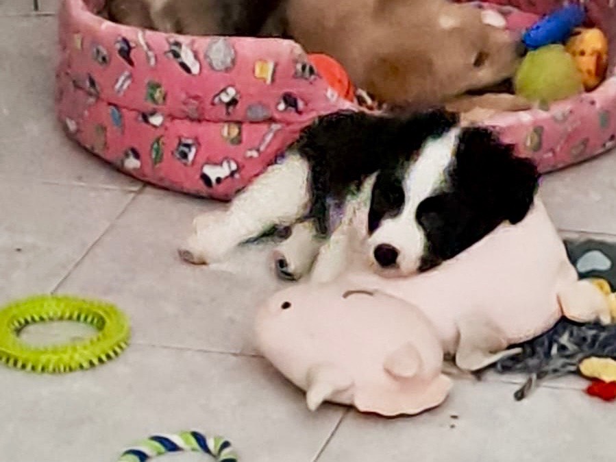 Adotta il cane Rolly a Benevento