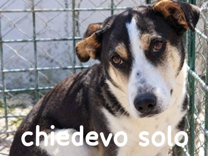 Adozione cane, maschio, Razza sconosciuta Razza sconosciuta, 6 anni e 1 mese, taglia media contenuta, Torino