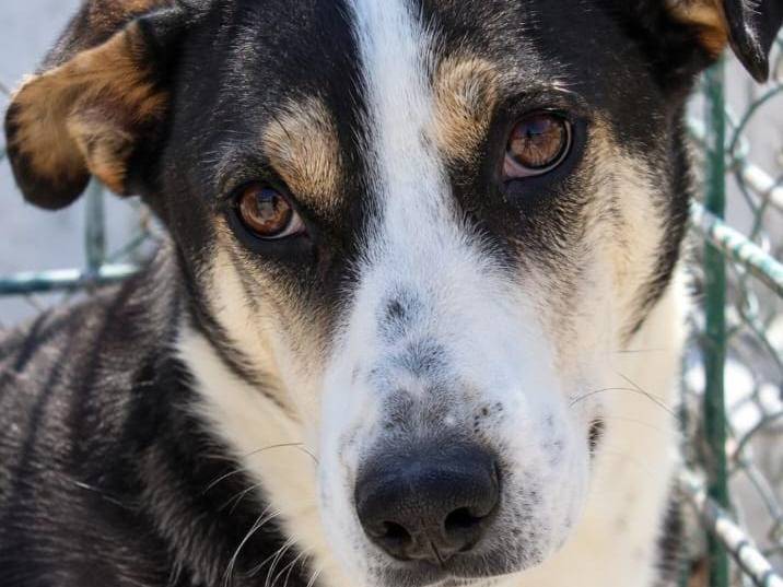 Adotta un cane, maschio, 6 anni e 1 mese, Torino