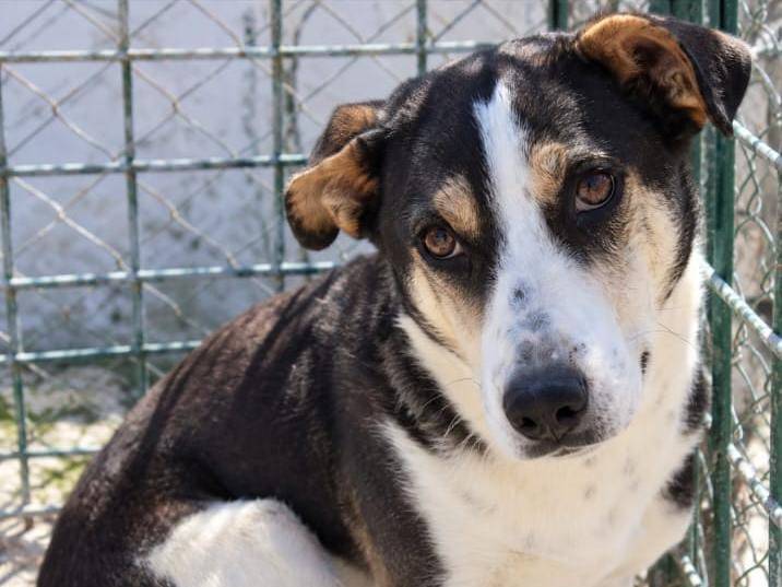 Adotta un cane, taglia media contenuta, maschio, Torino