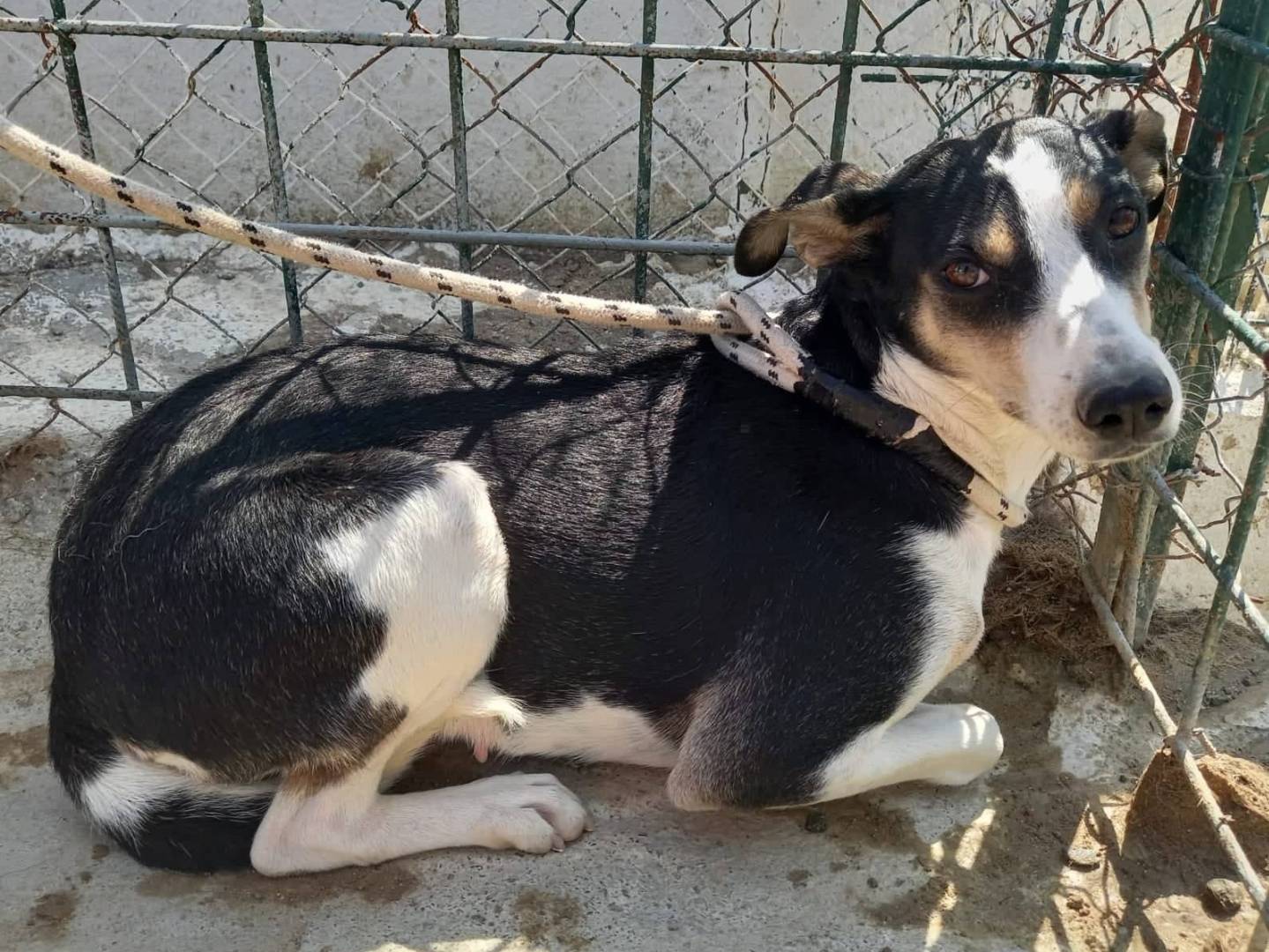 Vuoi adottare un cane a Torino?