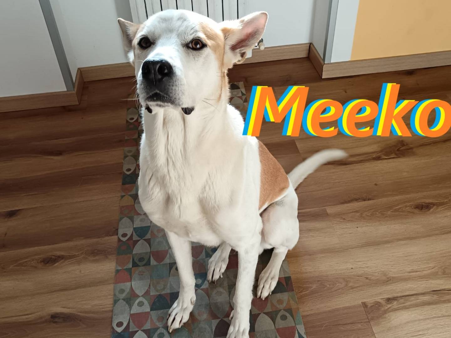 Adozione cane, maschio, Razza sconosciuta Razza sconosciuta, 6 anni e 8 mesi, taglia media, Milano