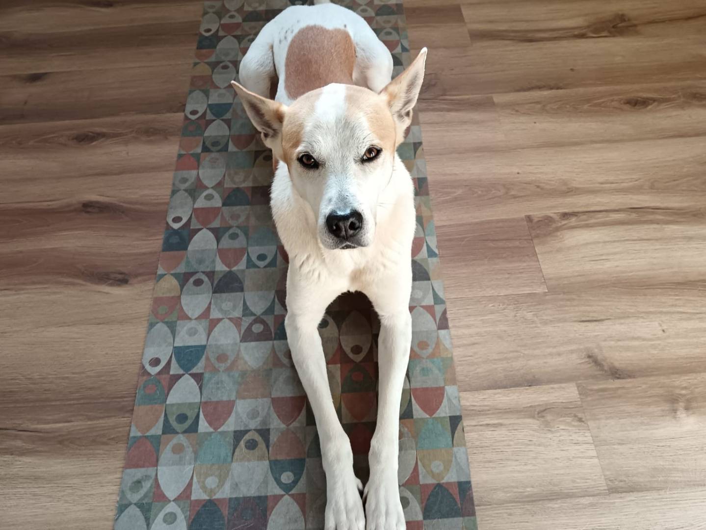 Adotta un cane, maschio, 6 anni e 8 mesi, Milano