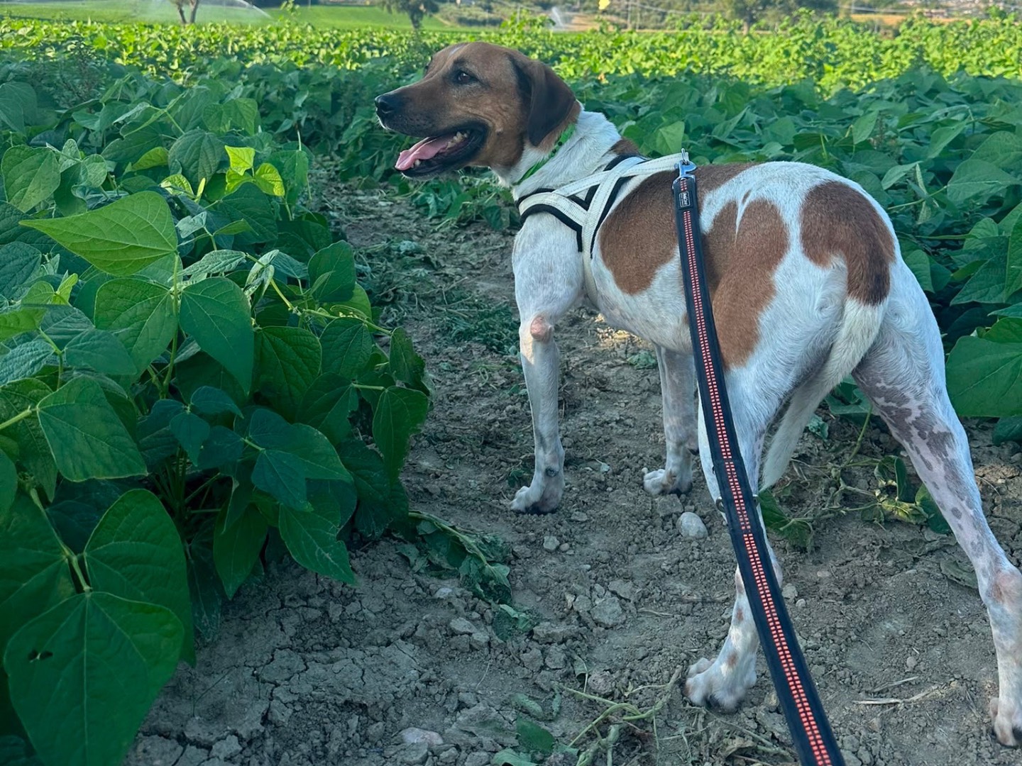Adozione cane, maschio, Pitbull Razza sconosciuta, 5 anni e 4 mesi, taglia media, Brescia