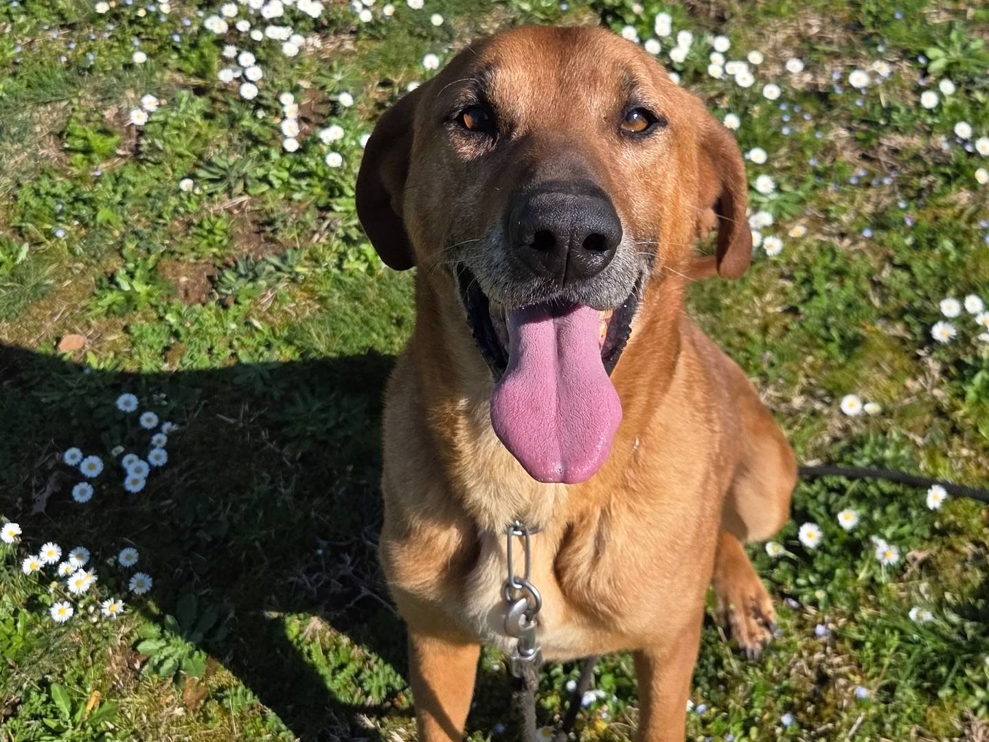 Adozione cane, maschio, Razza sconosciuta Razza sconosciuta, 6 anni e 8 mesi, taglia gigante, Viterbo