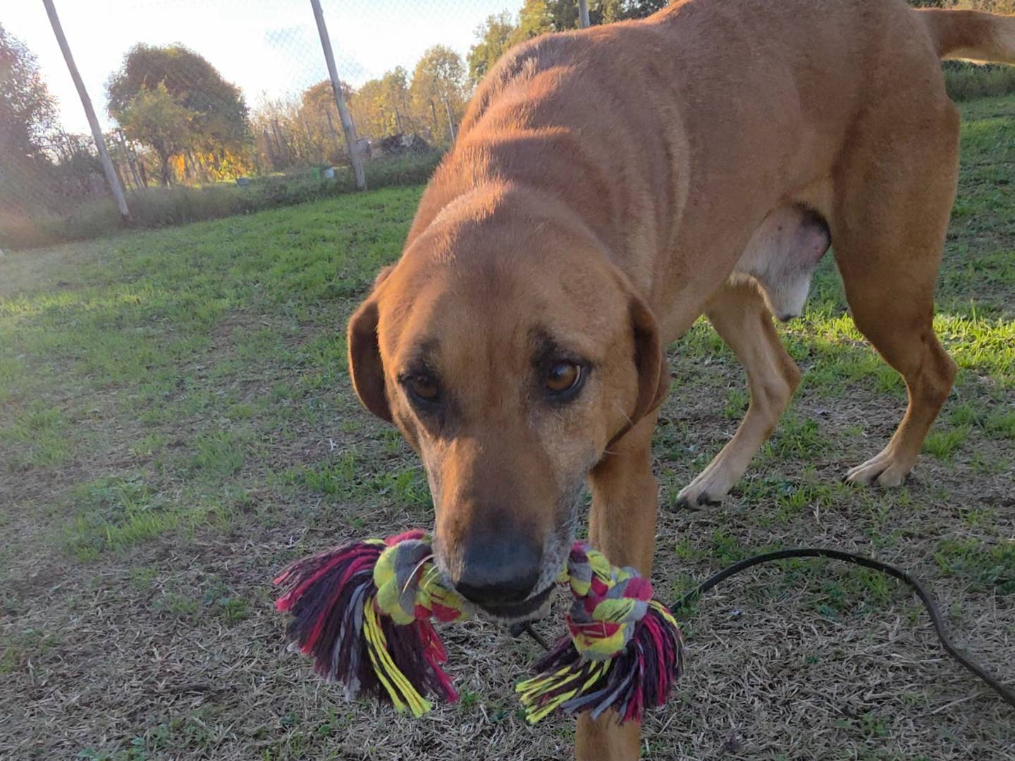 Adotta un cane, maschio, 6 anni e 8 mesi, Viterbo