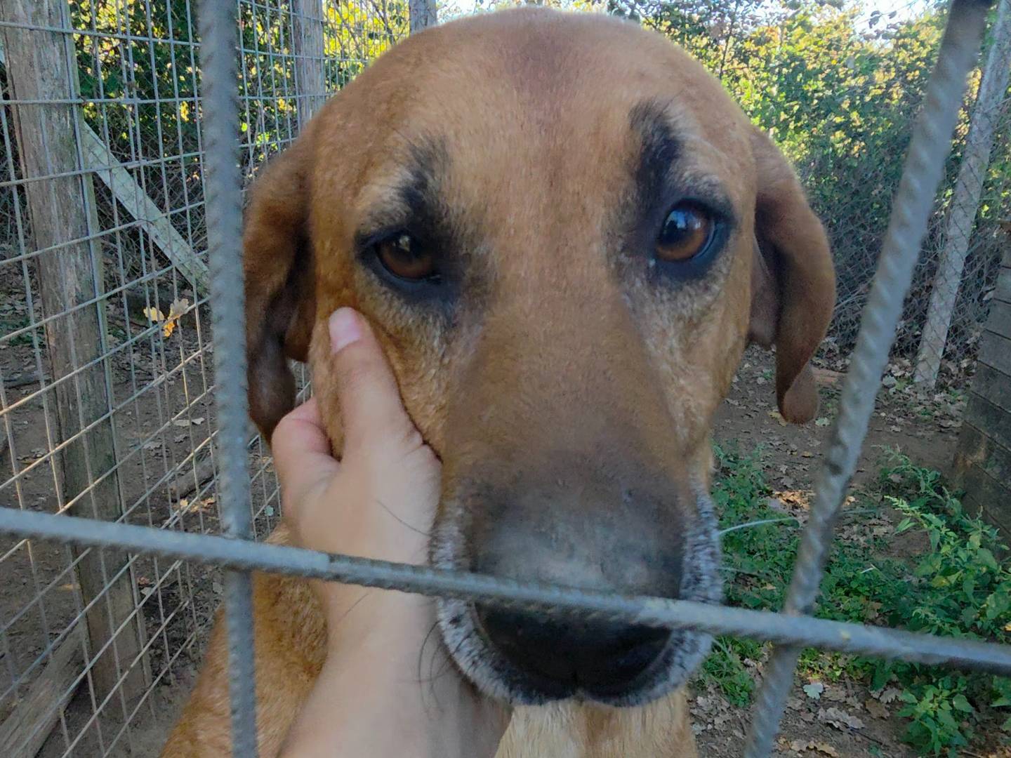 Adotta un cane, taglia gigante, maschio, Viterbo