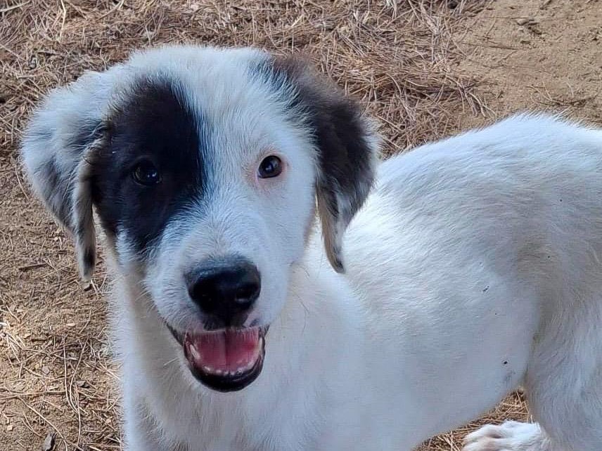 Adozione cane, femmina, Razza sconosciuta Razza sconosciuta, 4 mesi, taglia media, Crotone