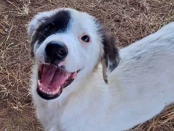 Adotta un cane, femmina, 4 mesi, Crotone