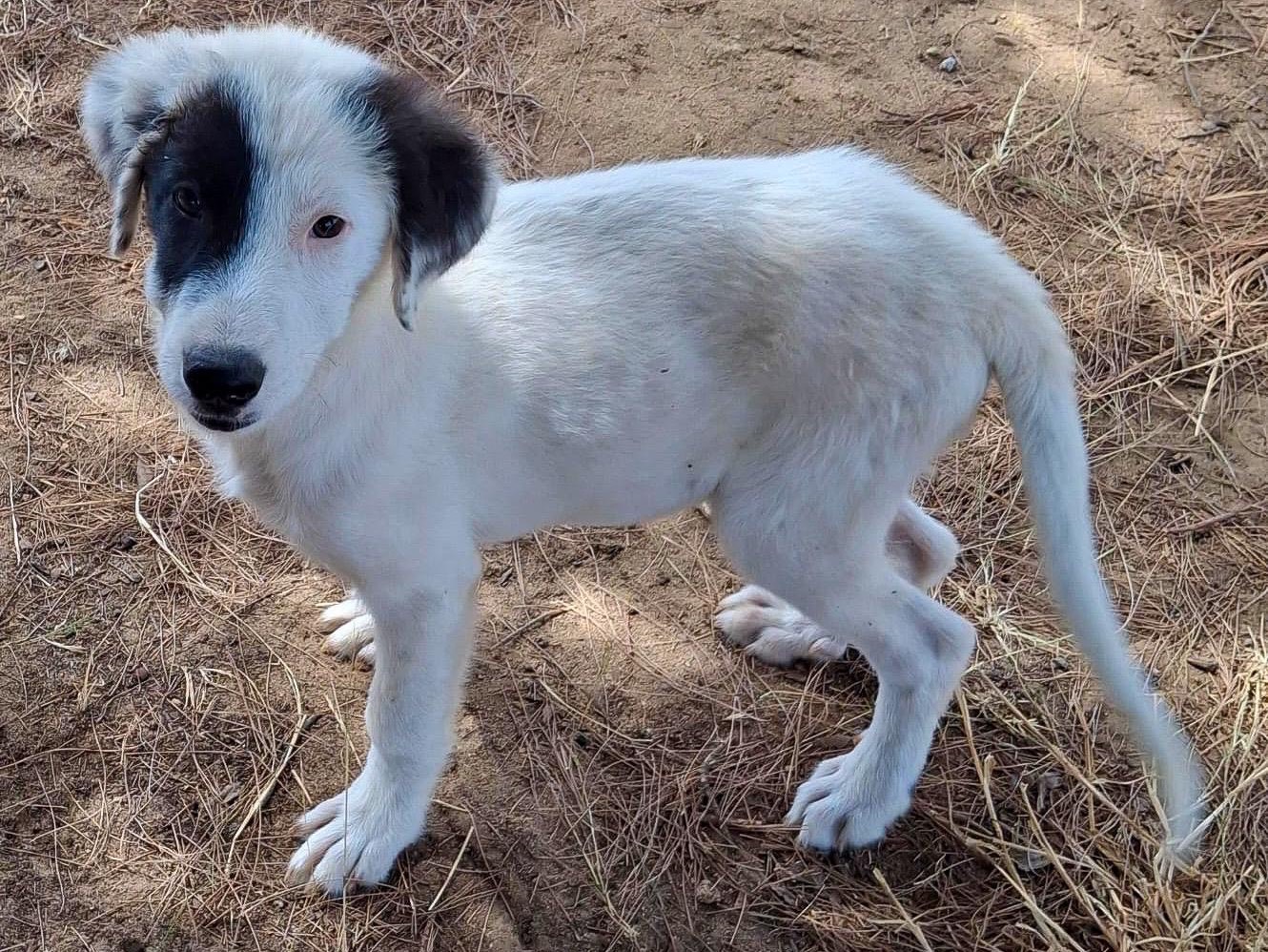 Adotta un cane, taglia media, femmina, Crotone