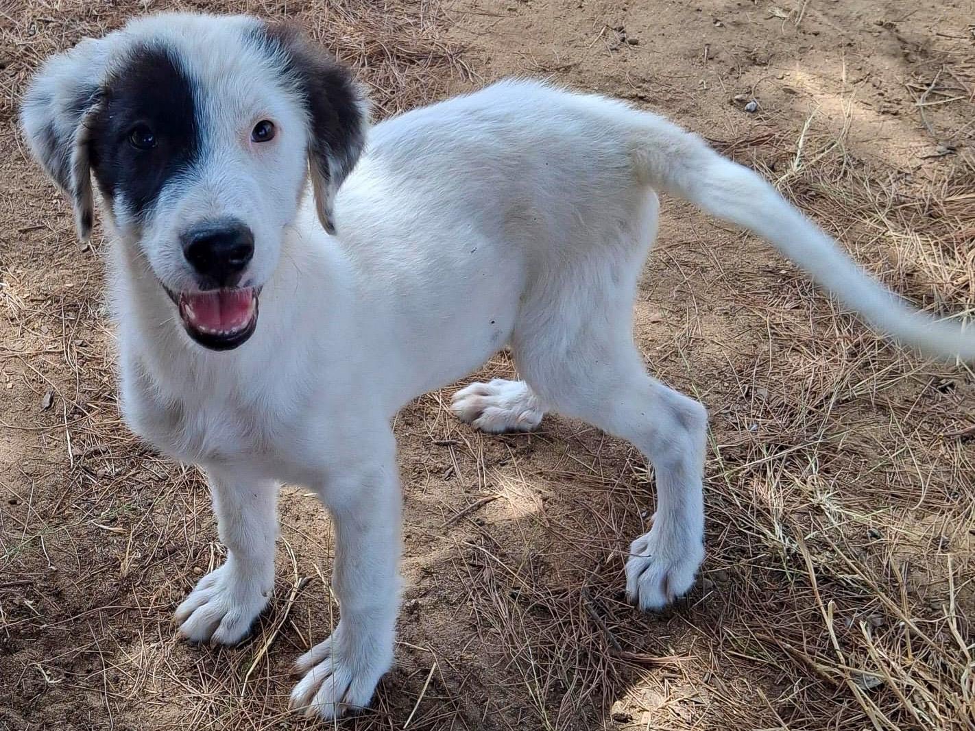 Vuoi adottare un cane a Crotone?
