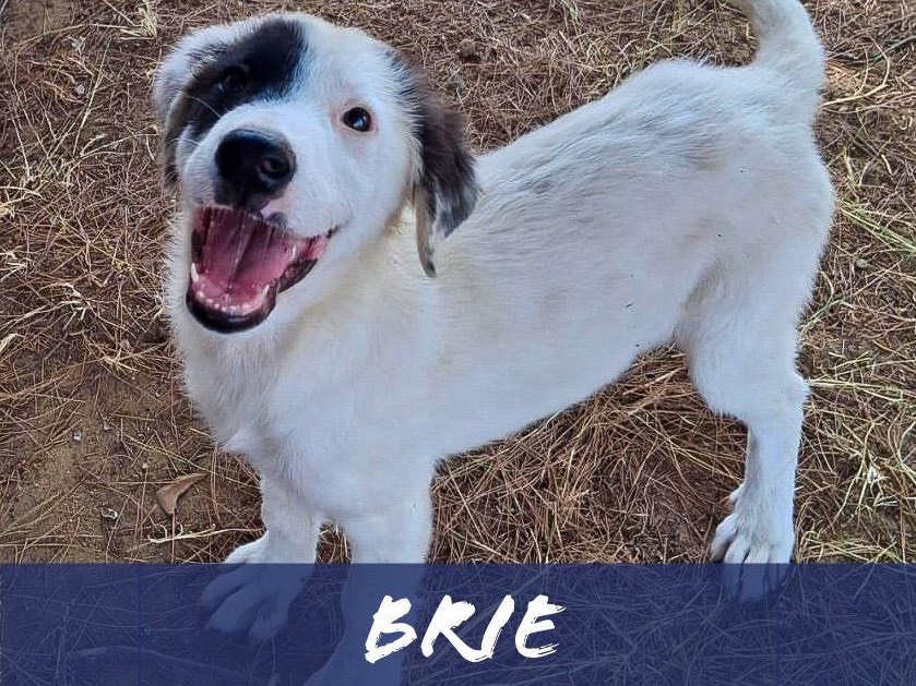 Adotta il cane Brie a Crotone
