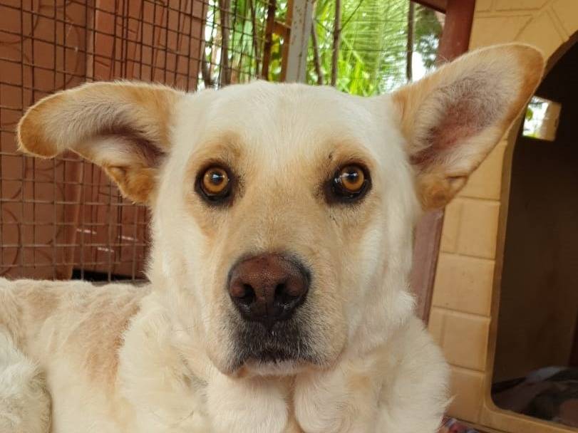 Adozione cane, maschio, Razza sconosciuta Razza sconosciuta, 9 anni e 8 mesi, taglia grande, Varese