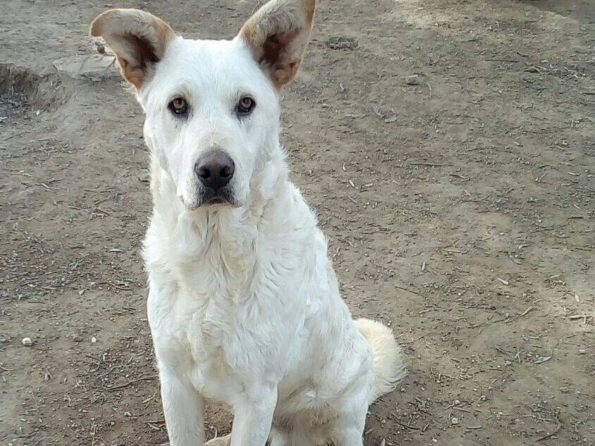 Adotta un cane, maschio, 9 anni e 8 mesi, Varese