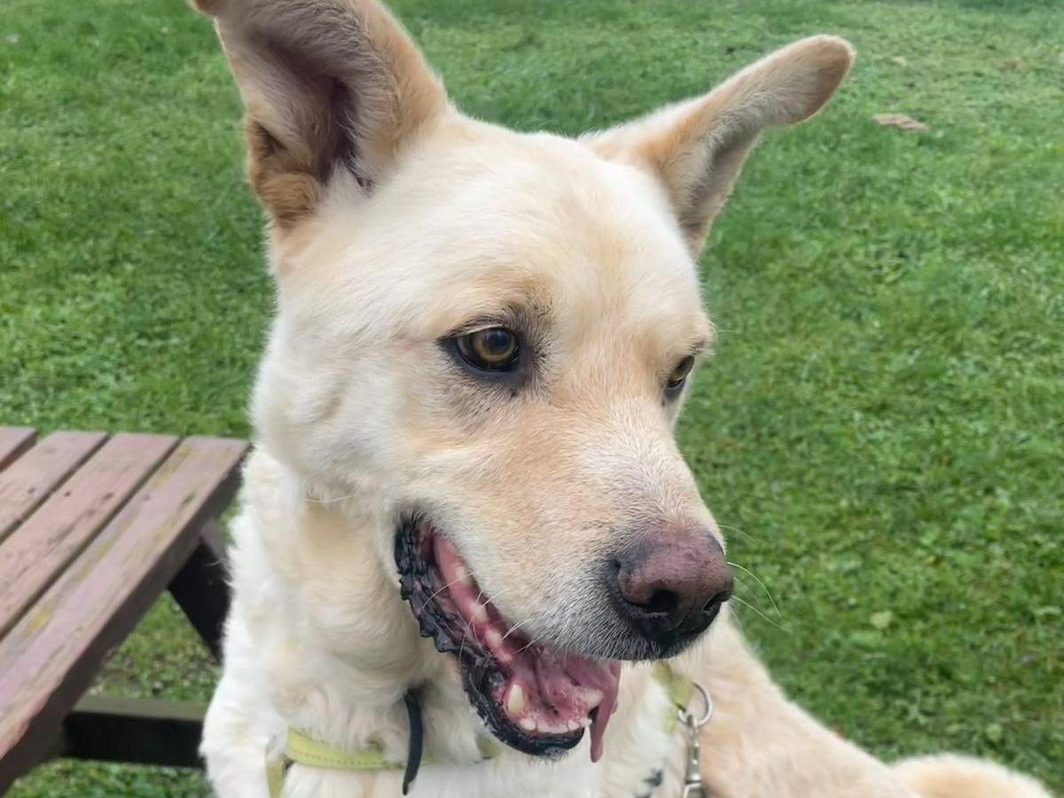 Adotta un cane, taglia grande, maschio, Varese