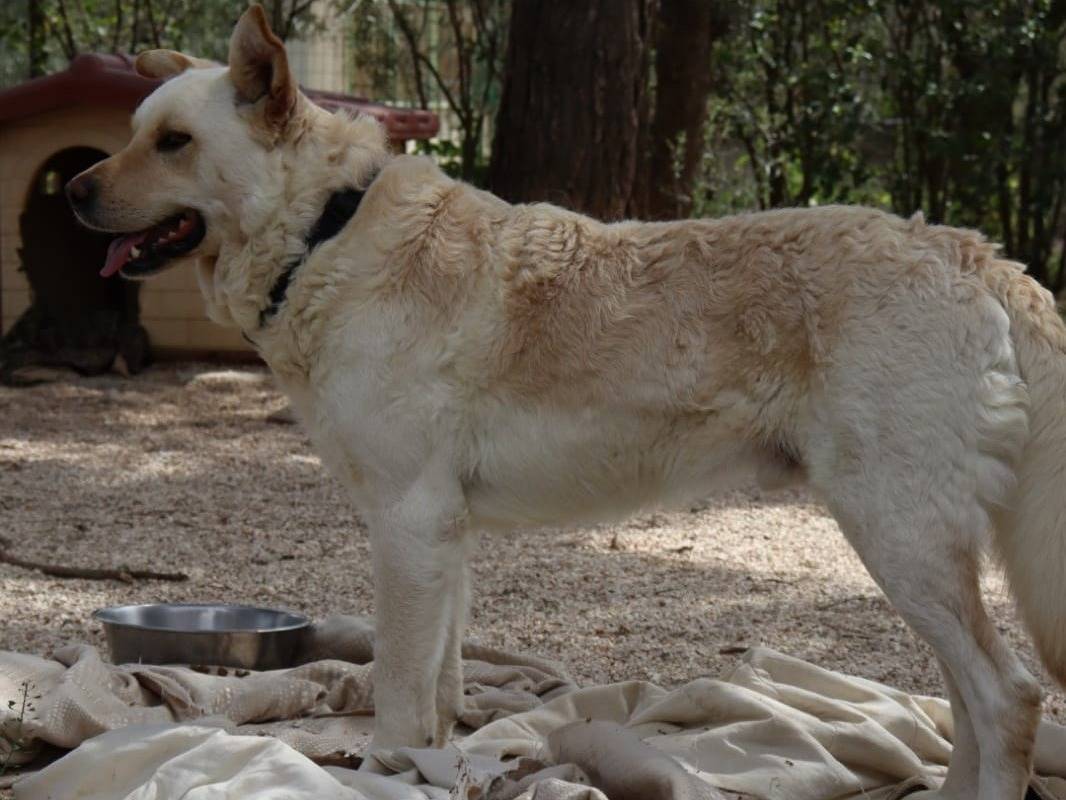 Adotta il cane Rocky a Varese