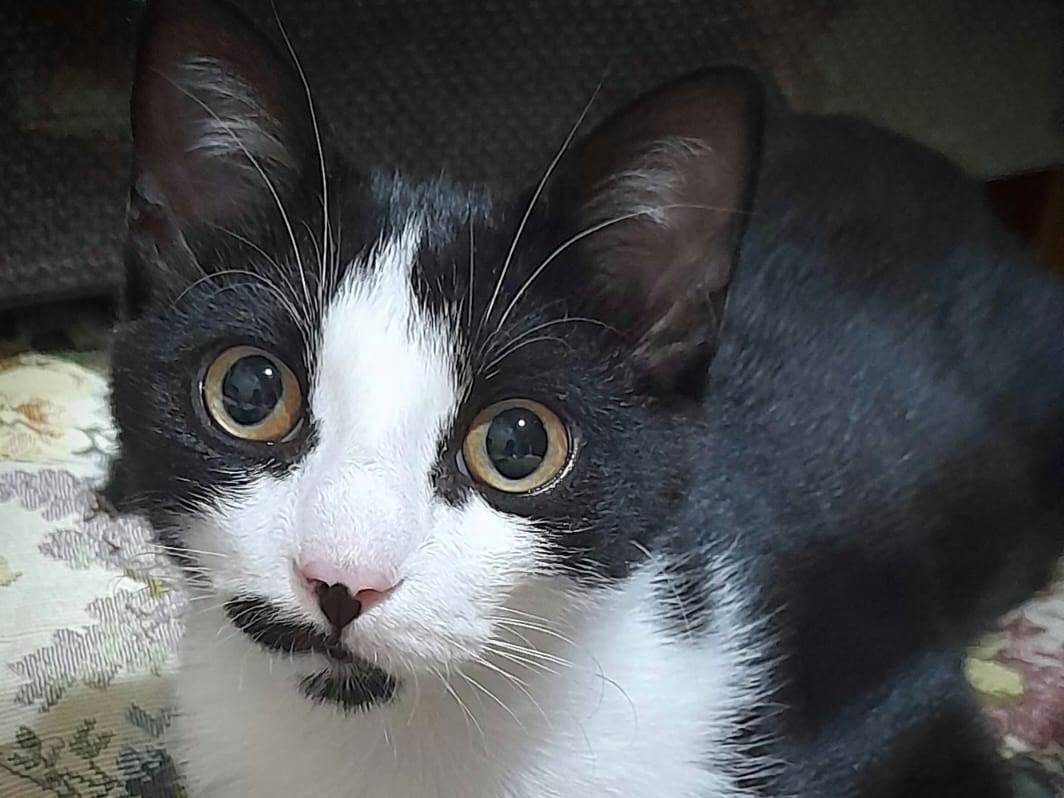Adozione gatto, maschio, Razza sconosciuta Razza sconosciuta, 6 mesi, taglia non valida, Catania