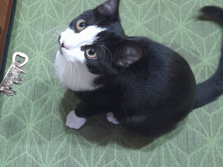 Adotta un gatto, taglia non valida, maschio, Catania