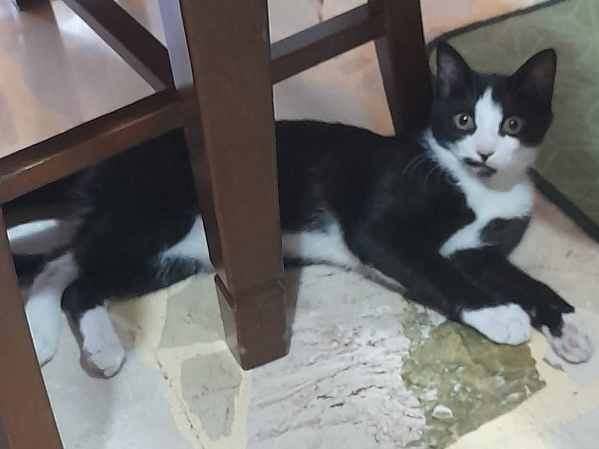 Adotta un gatto, maschio, 6 mesi, Catania