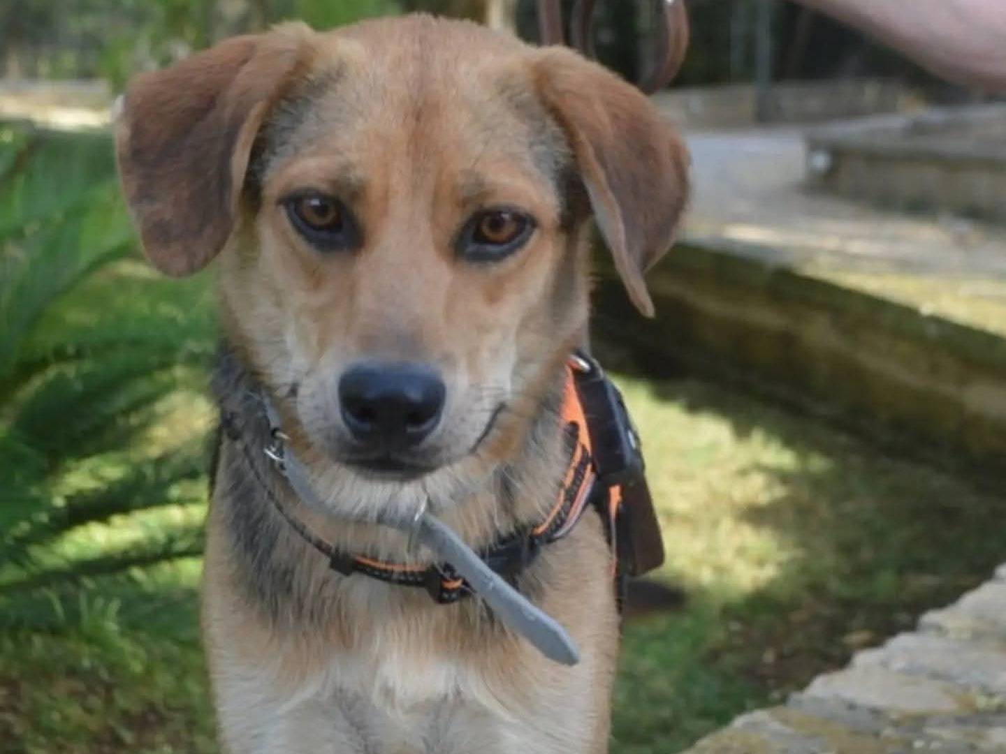 Adozione cane, femmina, Razza sconosciuta Razza sconosciuta, 1 anno e 9 mesi, taglia media, Lecce