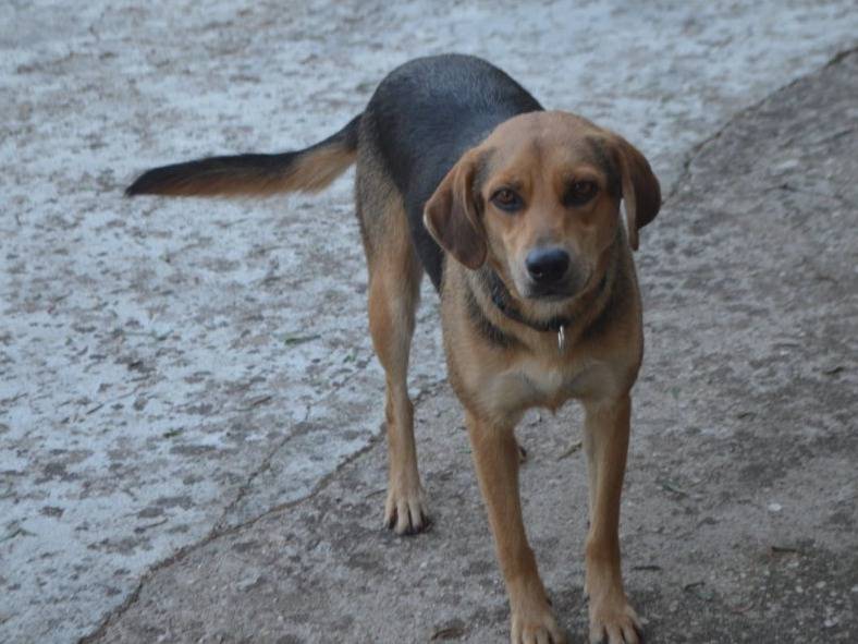 Adotta un cane, femmina, 1 anno e 9 mesi, Lecce