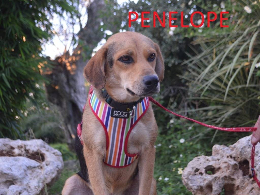 Adotta un cane, taglia media, femmina, Lecce